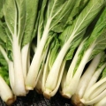 Trancher le pak choi