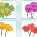Semer des coquelicots