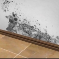 Tuer les moisissures avec du vinaigre