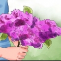 Cultiver des lilas