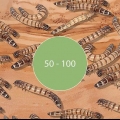 Élevage de super vers