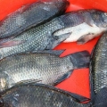 Faire griller le tilapia