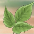 Se débarrasser de l'herbe à puce