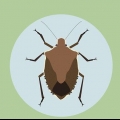 Débarrassez-vous des bugs du bouclier