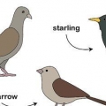 Se débarrasser des oiseaux