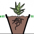 Prendre soin des succulentes