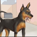 Prendre soin d'un pinscher nain