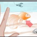 Traitement de l'hydropisie chez le poisson rouge