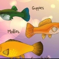 Voir si votre poisson est enceinte