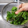 Garder les feuilles de menthe fraîches