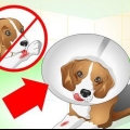 Prendre soin d'un chien avec des points de suture