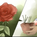 Élimine les taches noires sur les roses