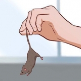 Prendre soin des bébés souris