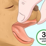 Déterminer l'âge de votre chiot