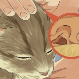 Nettoyer les oreilles de votre chat