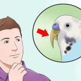Couper le bec d'un oiseau
