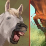 Créer un lien avec votre cheval grâce à l'équitation naturelle