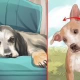 Traiter un avc chez le chien