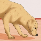Reconnaître un avc chez les chiens