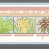 Prendre soin d'un broméliacée