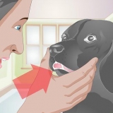 Traiter une dent cassée chez un chien