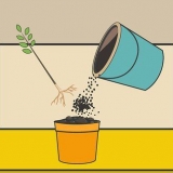 Prendre soin d'une plante d'hibiscus