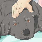 Aider un chien mourant