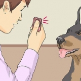 Apprendre à un chien à sourire