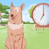 Entraîner un chien à faire pipi dehors
