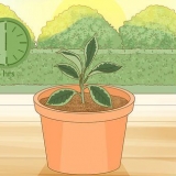 Prendre soin d'une plante hoya