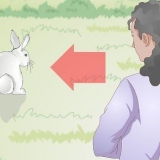 Tenant un lapin