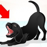 Entraîner un labrador espiègle
