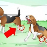 Comment traiter une entorse à la cheville chez un chien