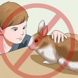S'assurer que votre lapin a la meilleure vie possible