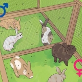 Déterminer le sexe d'un lapin