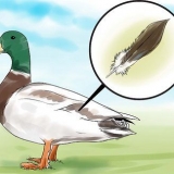 Voir la différence entre les canards mâles et femelles