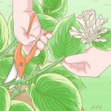 Tailler les hostas