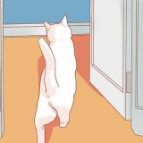 Encourager votre nouveau chat à arrêter de se cacher
