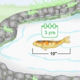 Élevage de carpes koï