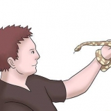 Élevage de pythons royaux