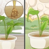 Faire pousser du curcuma