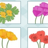 Semer des coquelicots