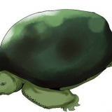 Prendre soin des tortues