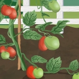 Attacher les tomates