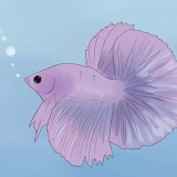 Déterminer si votre poisson betta est malade