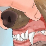 Reconnaître l'empoisonnement chez le chien