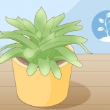 Multiplication de plantes succulentes par bouturage