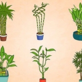 Prendre soin d'une plante de bambou