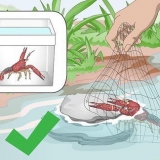 Garder les écrevisses d'eau douce