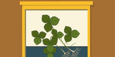 Planter des fraises